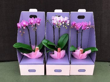 胡蝶蘭　ミニ　ミディ　ギフトボックス入り　6鉢セットの画像