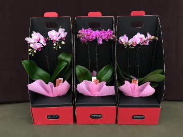 胡蝶蘭　ミニ　ミディ　ギフトボックス入り　6鉢セットの画像