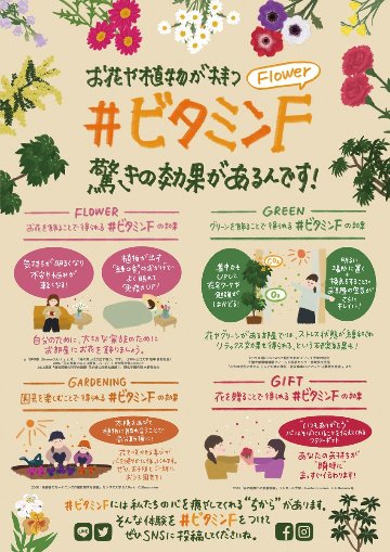 胡蝶蘭　大輪MIX　３本立ち　３３輪以上の画像