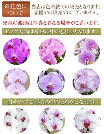 胡蝶蘭　白赤　ミディ　５本立ち　４５輪以上の画像