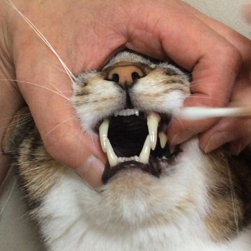 WEB講座　猫さんの歯磨き・口内ケア実践講座画像