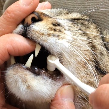 WEB講座　猫さんの歯磨き・口内ケア実践講座画像