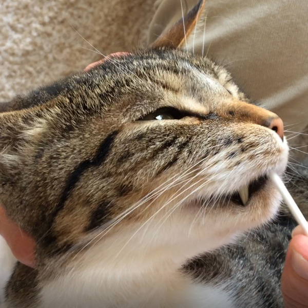 対面講座　猫さんの歯磨き・口内ケア実践講座画像