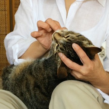 対面講座　猫さんの歯磨き・口内ケア実践講座画像