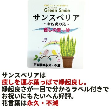 サンスベリア 癒しのグリーンポット鉢カバー画像