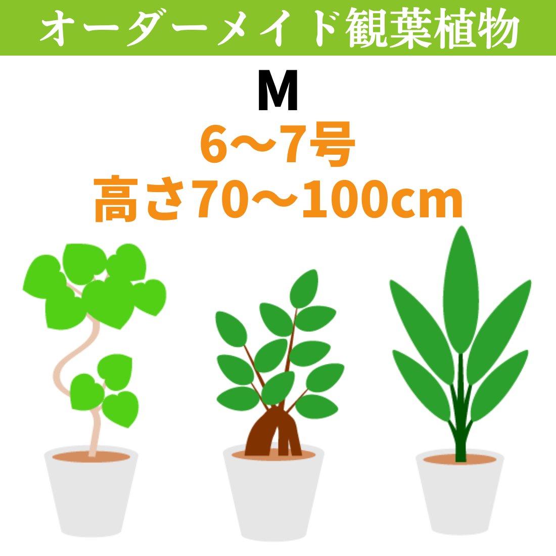 おまかせオーダーメイド観葉植物（Mサイズ）画像
