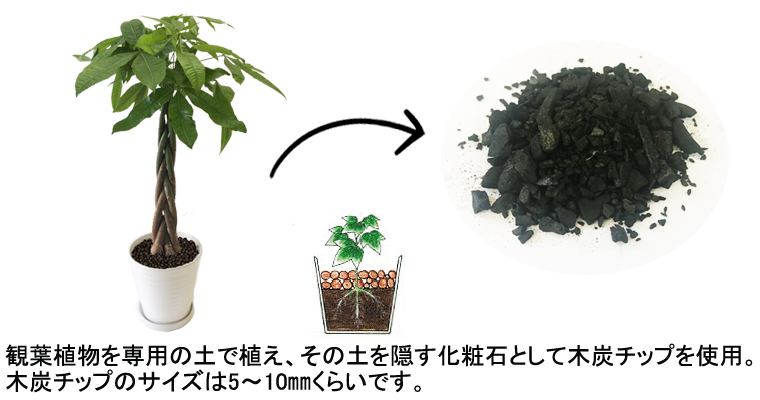 炭入りの観葉植物商品一覧 グリーンスマイルの炭と葉っぱで空気きれいシリーズ