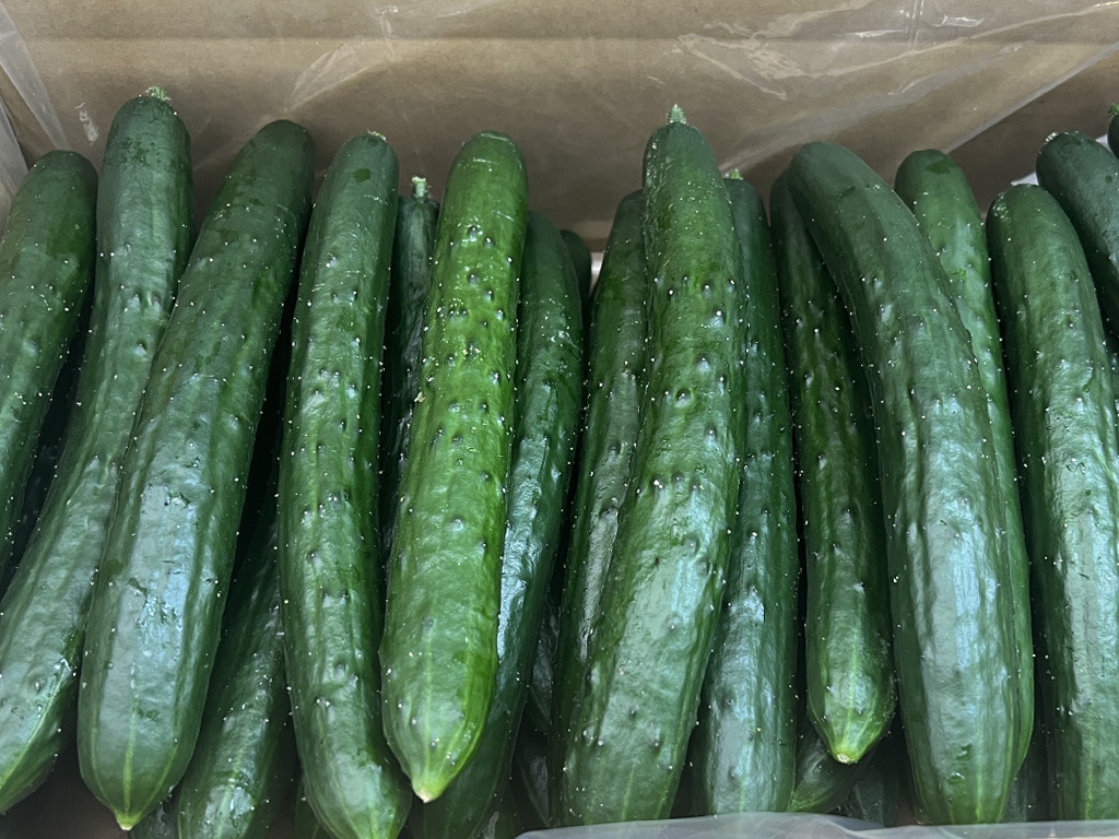 武久農園のきゅうり 【無選別】　約5.0kg ≪9月発送予定≫　※化学農薬・化学界面活性剤不使用の画像