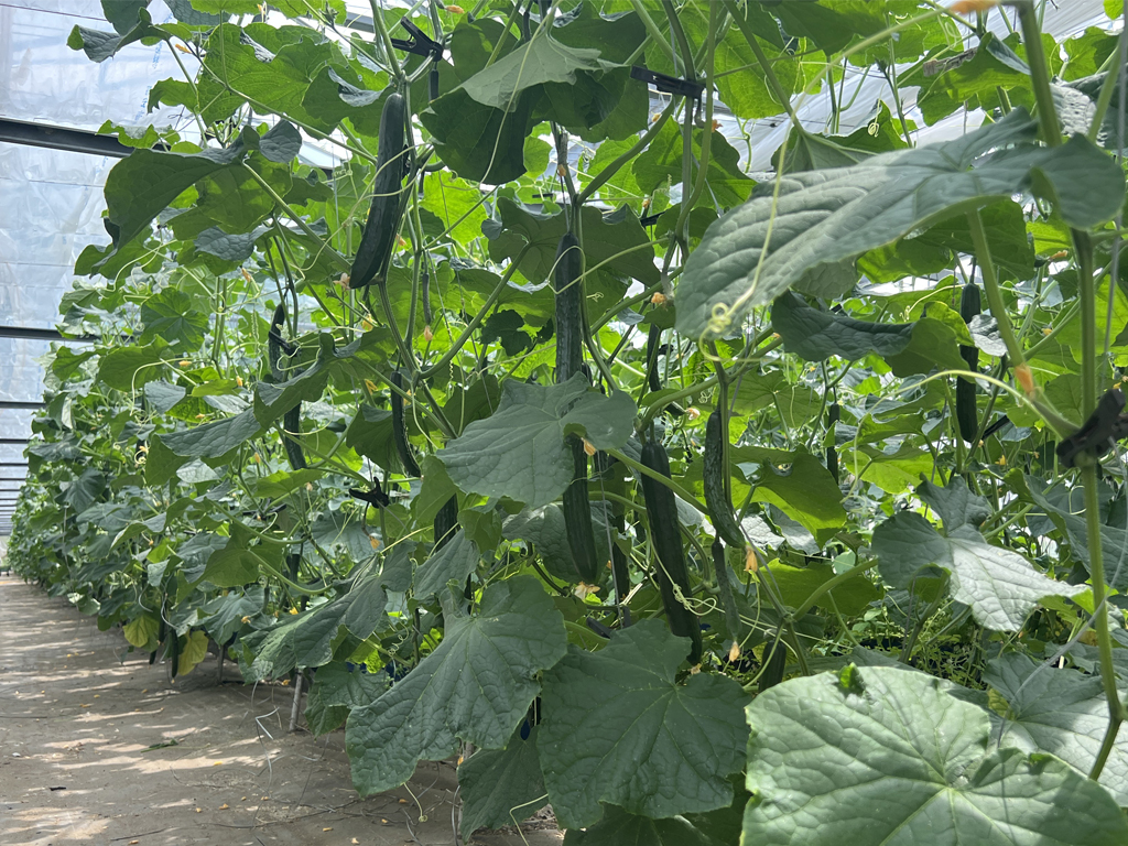 武久農園のきゅうり 【無選別】　約5.0kg ≪9月発送予定≫　※化学農薬・化学界面活性剤不使用の画像