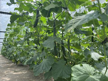 武久農園のきゅうり 【無選別】　約5.0kg ≪5月発送予定≫　※化学農薬・化学界面活性剤不使用の画像