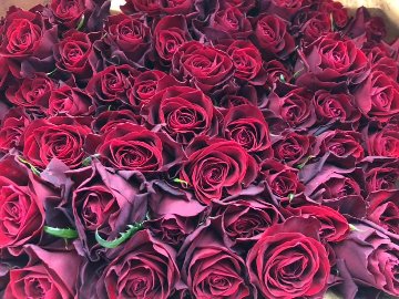 赤バラ６０本の花束（最高級）画像