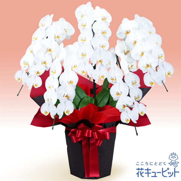 胡蝶蘭　5本立（開花輪白50以上）赤系ラッピングの画像