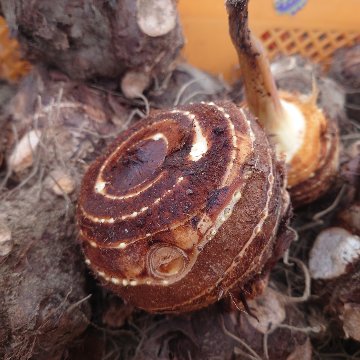 山形県庄内産　里芋の親芋の画像