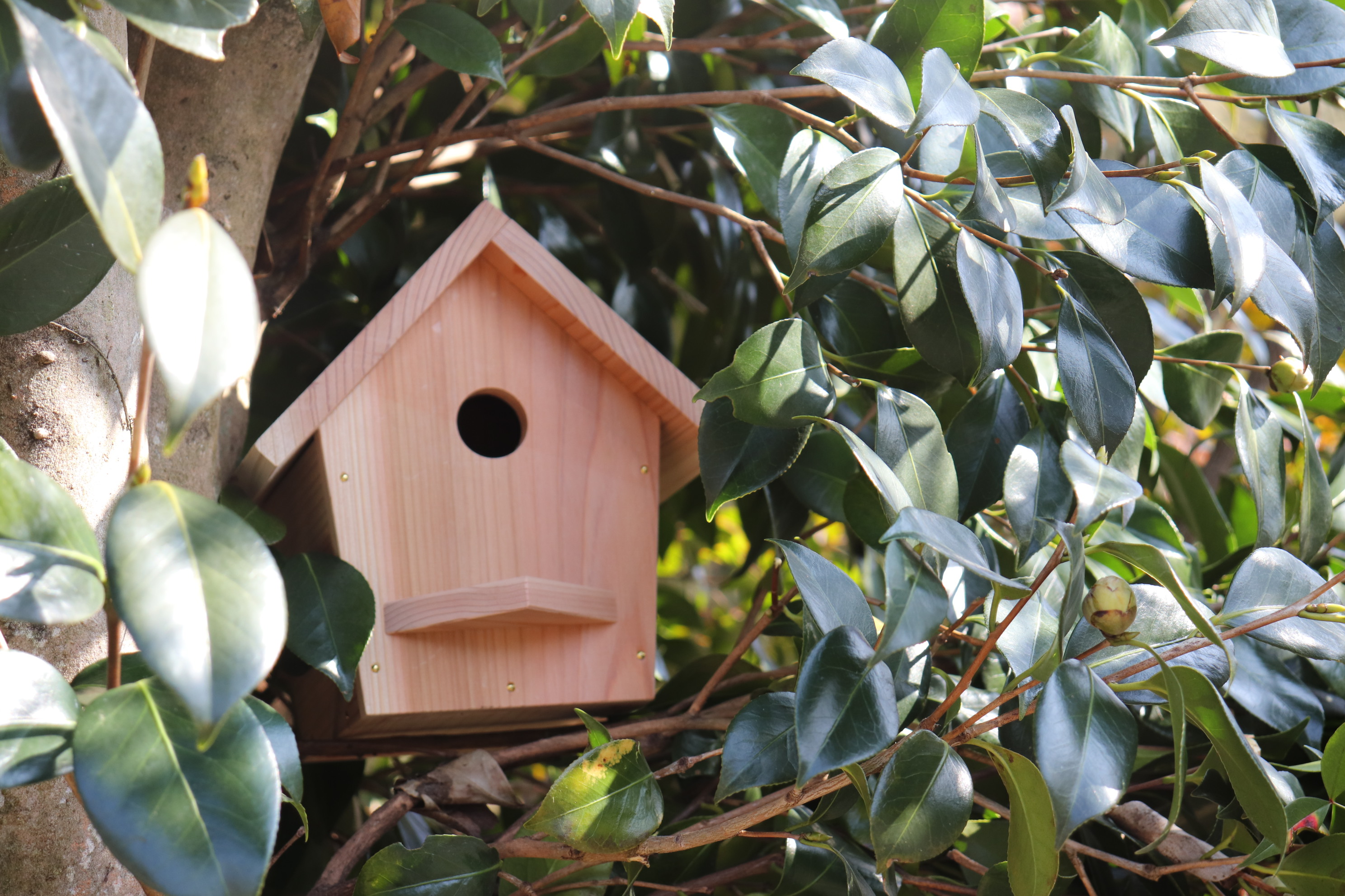 小鳥の巣箱（中）キットの画像