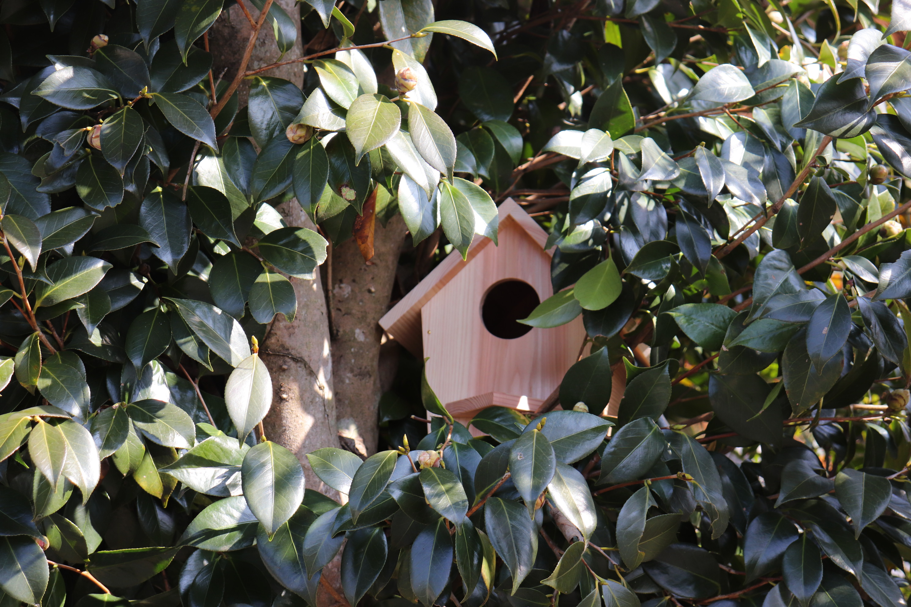 小鳥の巣箱（大）キットの画像