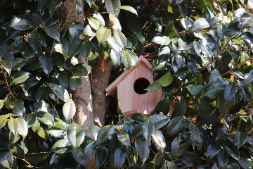 小鳥の巣箱（大）キットの画像