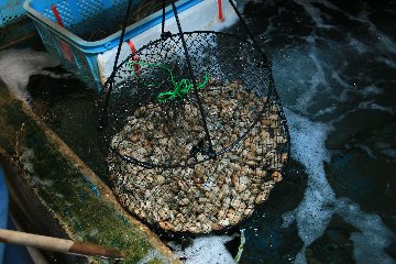 竹崎牡蠣1kg画像