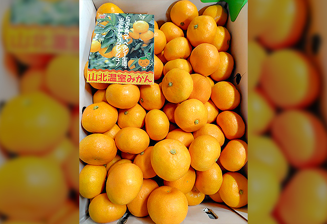 高知県産 山北ハウスみかん 5kg｜井戸商店