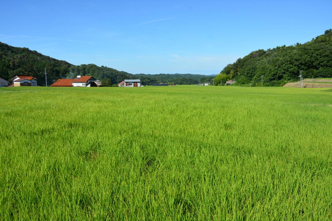 ご縁米（ごえんまい）【令和七年度産】大田市北三瓶産コシヒカリ5kgの画像