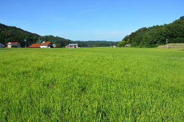 ご縁米（ごえんまい）【令和七年度産】大田市北三瓶産コシヒカリ5kgの画像