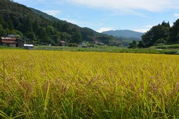 ご縁米（ごえんまい）【令和七年度産】安来市伯太産コシヒカリ2kgの画像