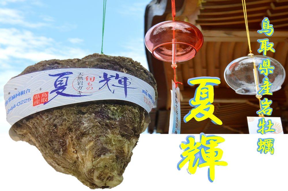 鳥取県産天然岩ガキ「夏輝」（300g～400g×5個）の画像