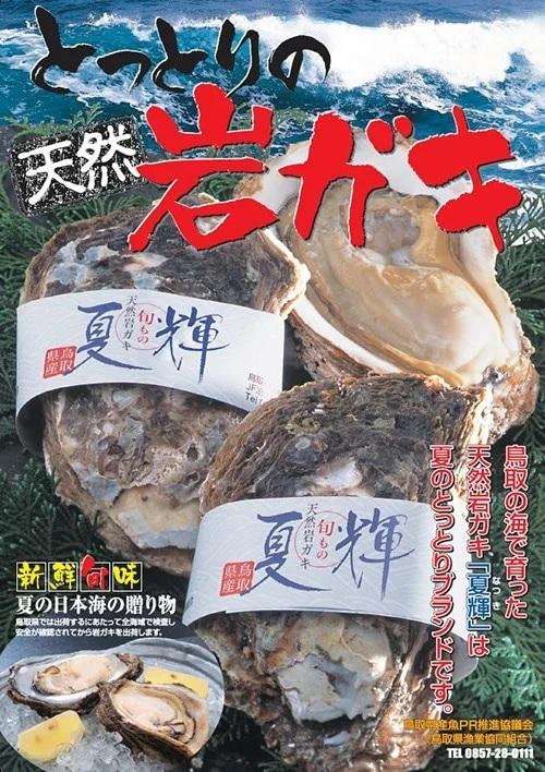 鳥取県産天然岩ガキ「夏輝」（400g～500g×4個）の画像