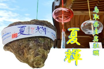鳥取県産天然岩ガキ「夏輝」（400g～500g×4個）の画像