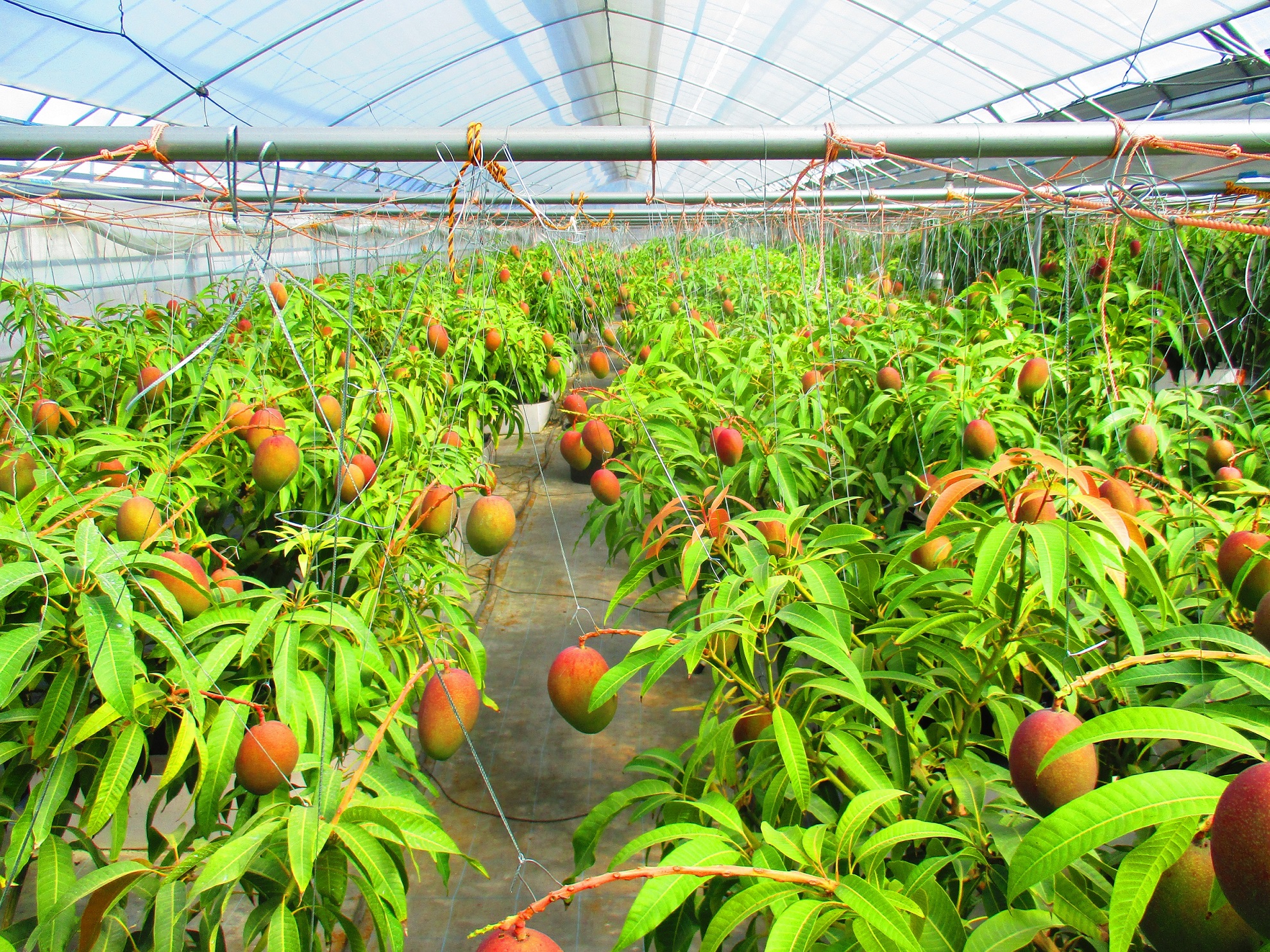 【2023年夏】ザ・プレミアム あったかマンゴー 収穫体験画像