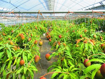 【2024年夏】ザ・プレミアム あったかマンゴー 収穫体験画像