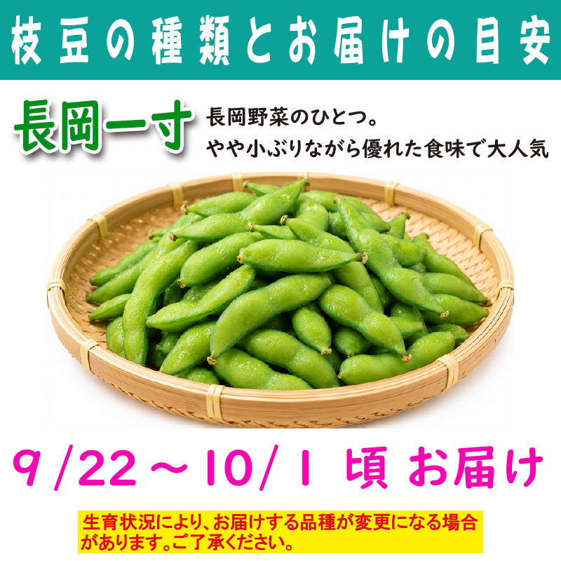 農家さんこだわりの美味しい枝豆　１袋300g【4ptプレゼント】の画像