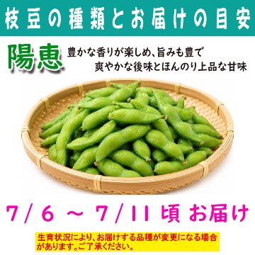 農家さんこだわりの美味しい枝豆　１袋300g【4ptプレゼント】の画像
