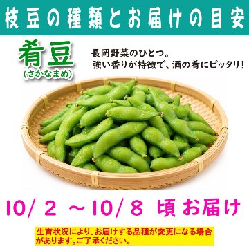 農家さんこだわりの美味しい枝豆　１袋300g【4ptプレゼント】の画像