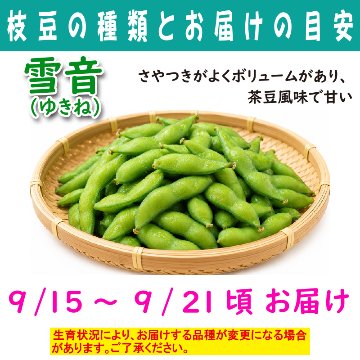 農家さんこだわりの美味しい枝豆　１袋300g【4ptプレゼント】の画像