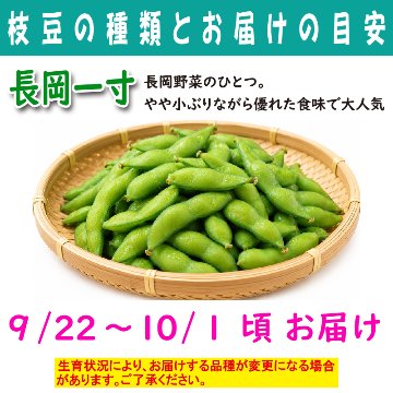 農家さんこだわりの美味しい枝豆　１袋300g【4ptプレゼント】の画像
