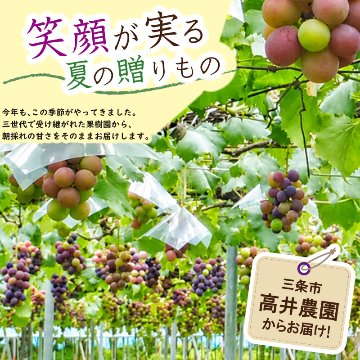 シャインマスカット　１房【23ptプレゼント】の画像