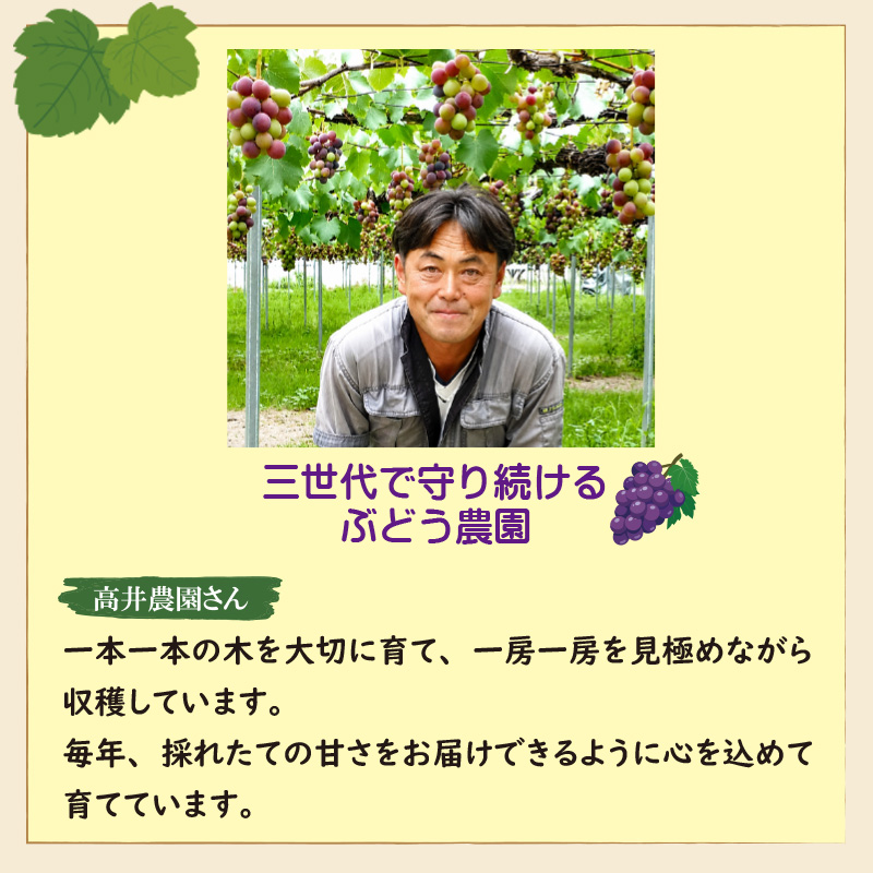 種なし巨峰　１房【10ptプレゼント】の画像