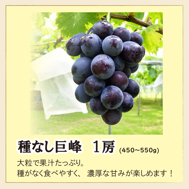種なし巨峰　１房【10ptプレゼント】の画像