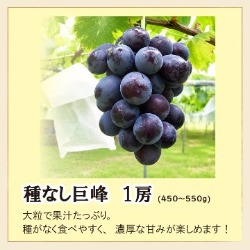 種なし巨峰　１房【10ptプレゼント】の画像
