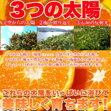 【送料無料(沖縄・離島への配送不可)】愛媛県西宇和産みかん100%使用!!えひめのあまーい冷凍みかんどっさり21個【89ptプレゼント】の画像