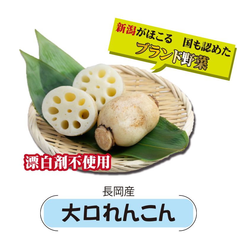 長岡産　大口れんこん【22ptプレゼント】の画像