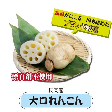 長岡産　大口れんこん【22ptプレゼント】の画像