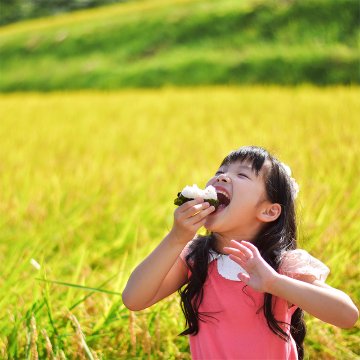 【精米から5日以内でお届け!】令和6年産 新潟県長岡産こしいぶき白米5kg【89ptプレゼント】の画像