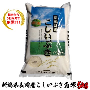 【精米から5日以内でお届け!】令和6年産 新潟県長岡産こしいぶき白米5kg【89ptプレゼント】の画像