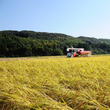 【精米から5日以内でお届け!】令和6年産 新潟県長岡産こしいぶき白米5kg【89ptプレゼント】の画像