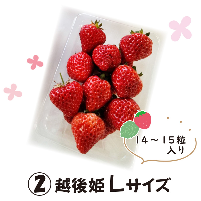 ②越後姫　Lサイズ【8ptプレゼント】の画像