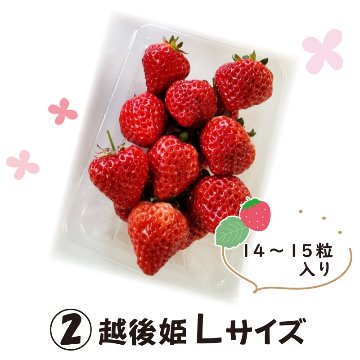 ②越後姫　Lサイズ【8ptプレゼント】の画像