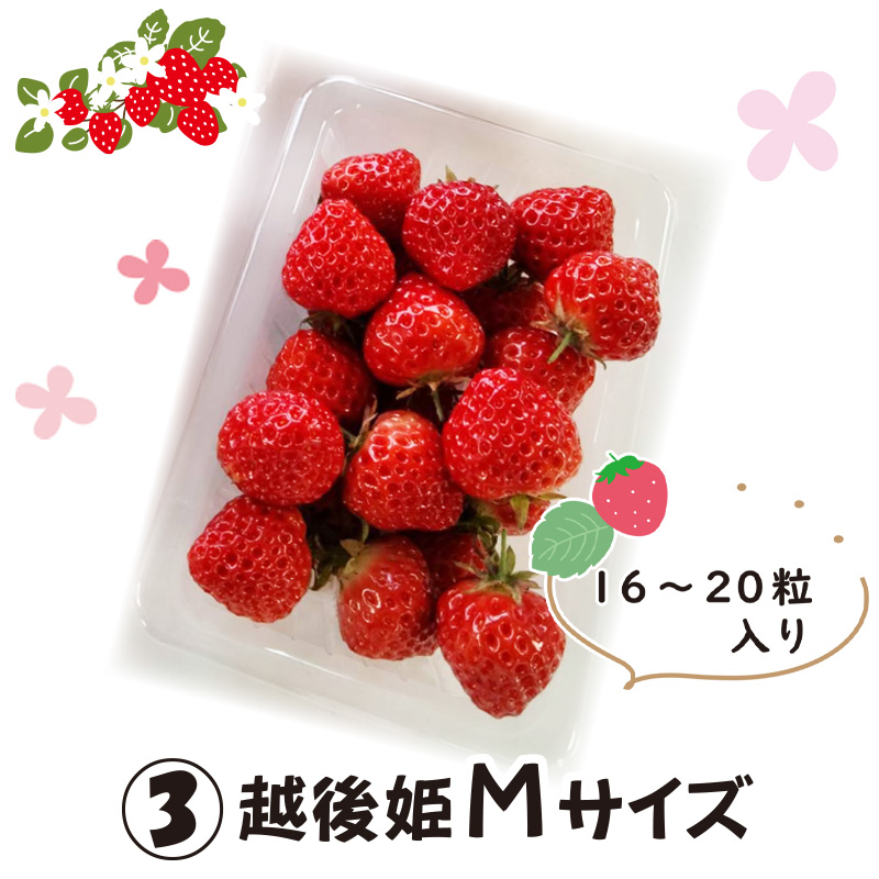 ③越後姫　Mサイズ【7ptプレゼント】の画像