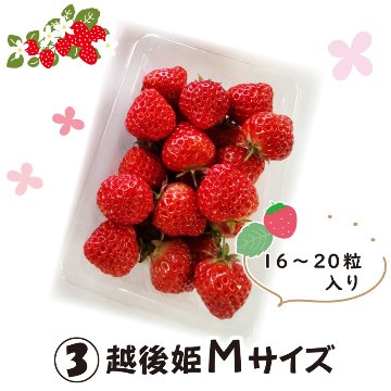 ③越後姫　Mサイズ【7ptプレゼント】の画像