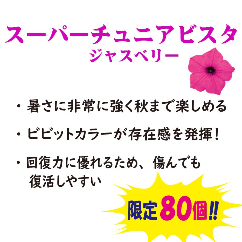 ⑤PW　スーパーチュニアビスタ ジャズベリー【6ptプレゼント】の画像